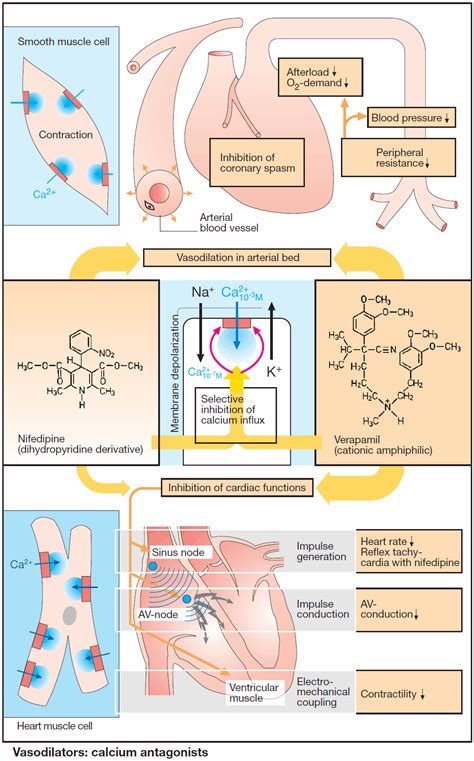 calcium chanel blockers|calcium channel agonist.